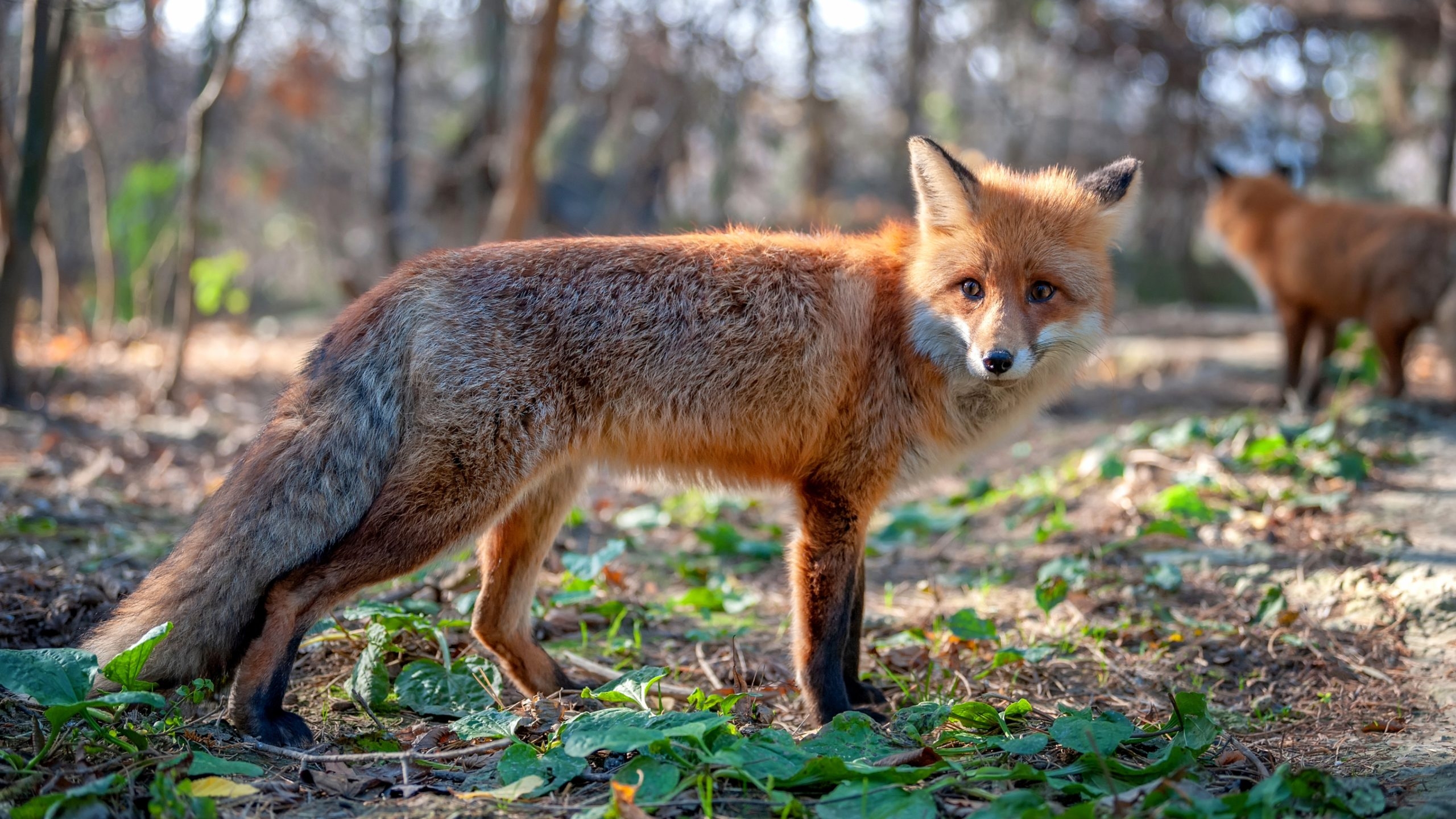 2 TDs oppose proposed bill to ban fox hunting