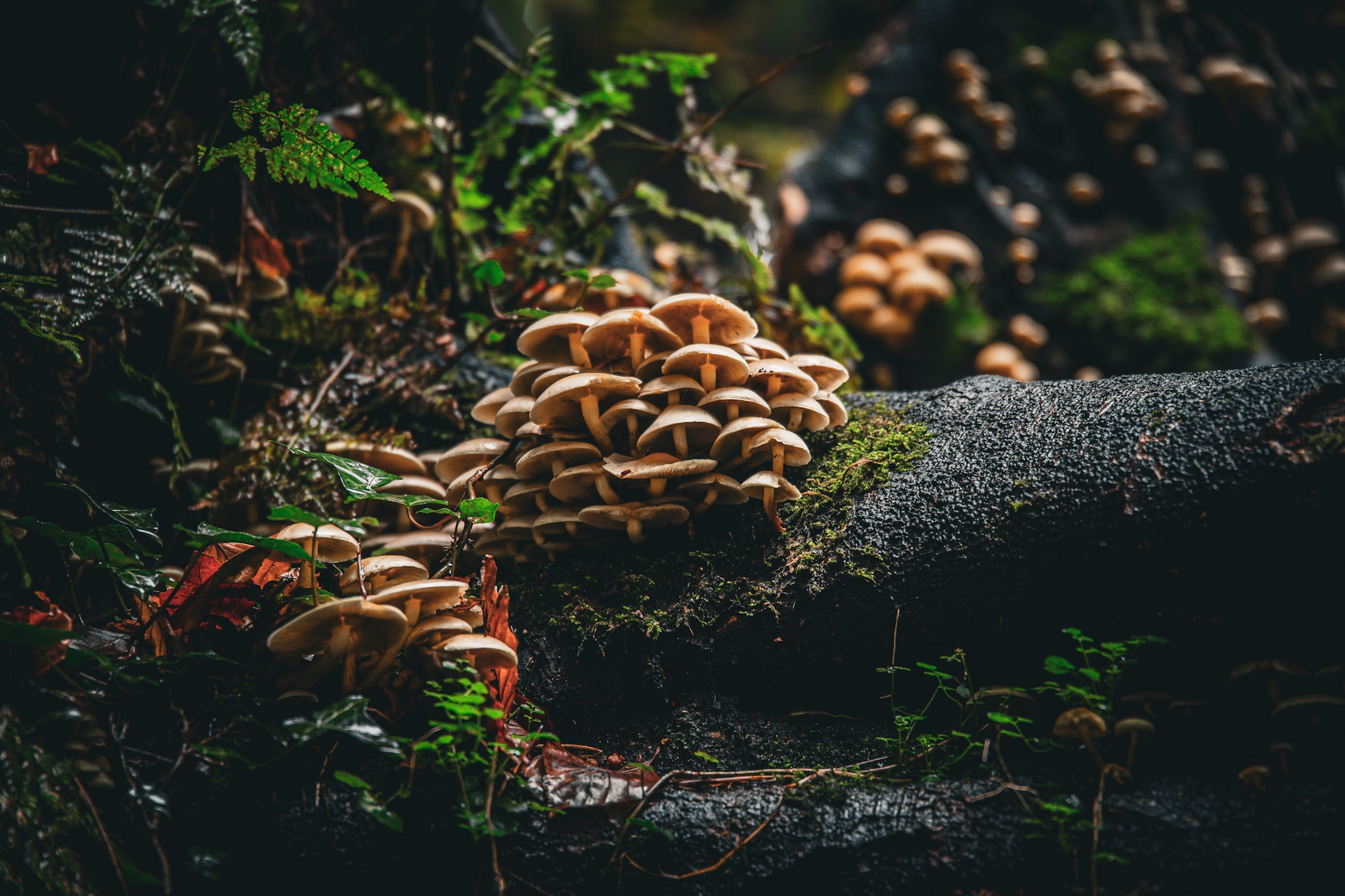 Photo competition to highlight benefits of trees and forests