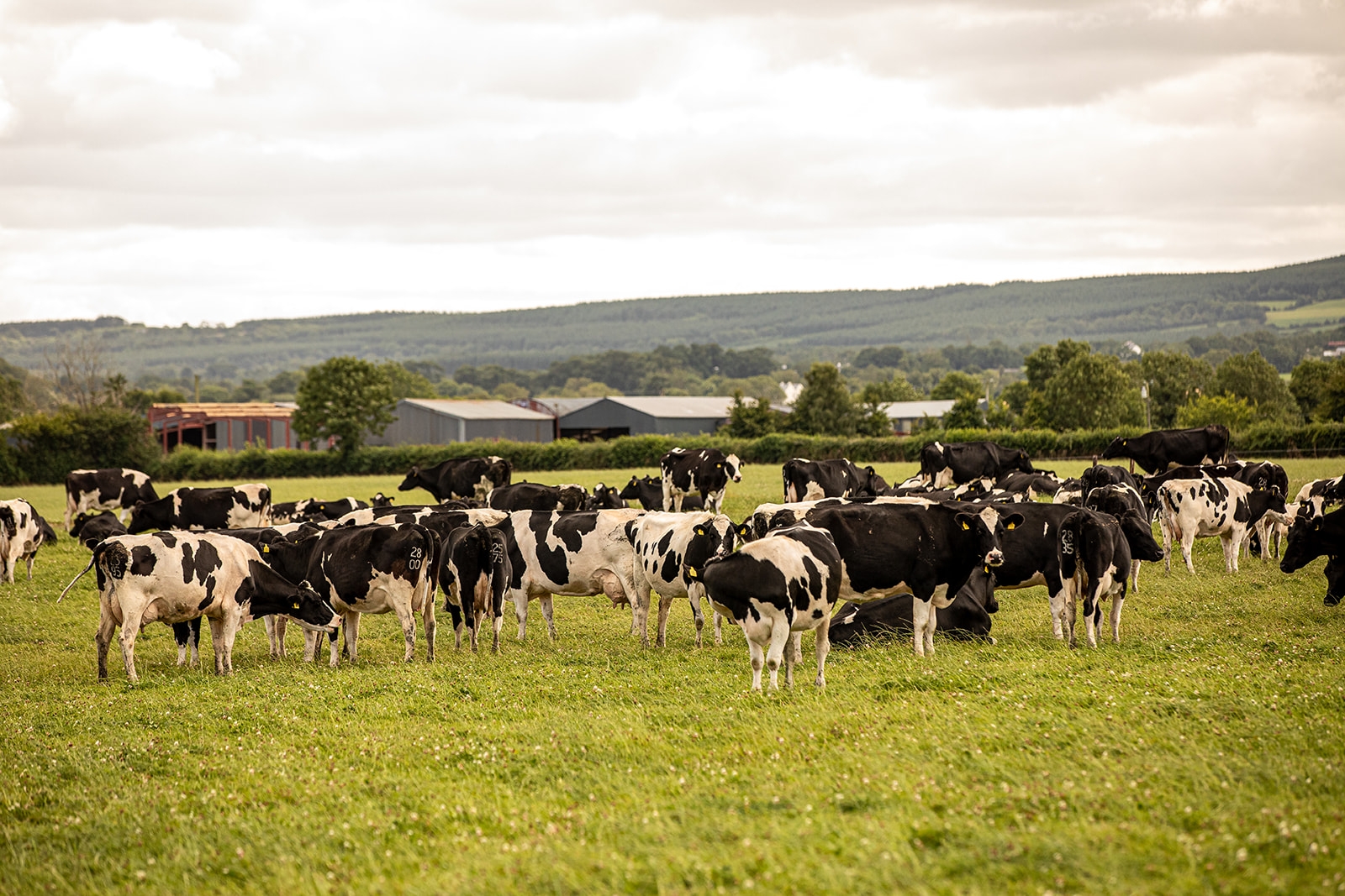 Sustainability-linked loans making an impact on Irish farms