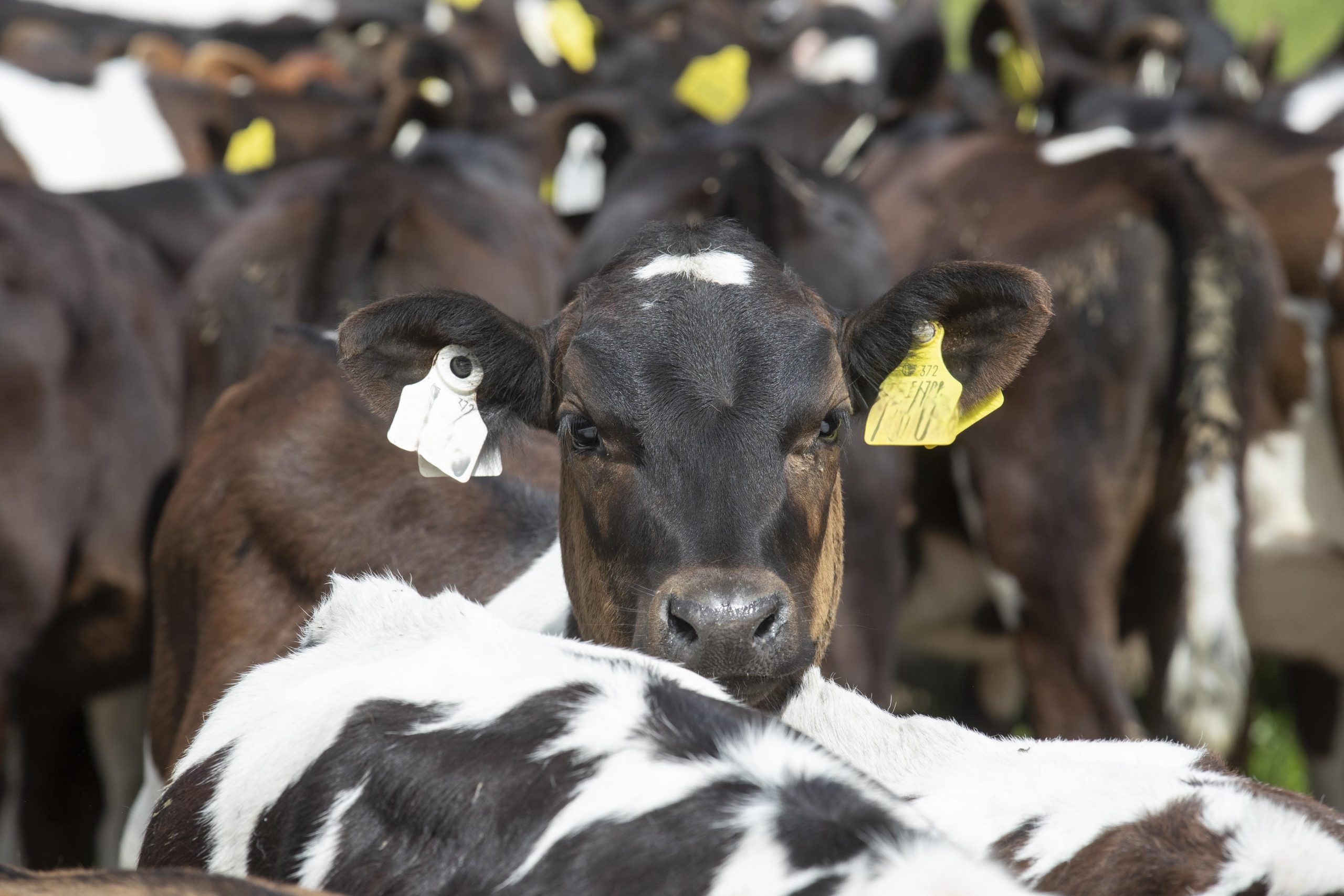 Watch: The protocol for IBR vaccination of youngstock