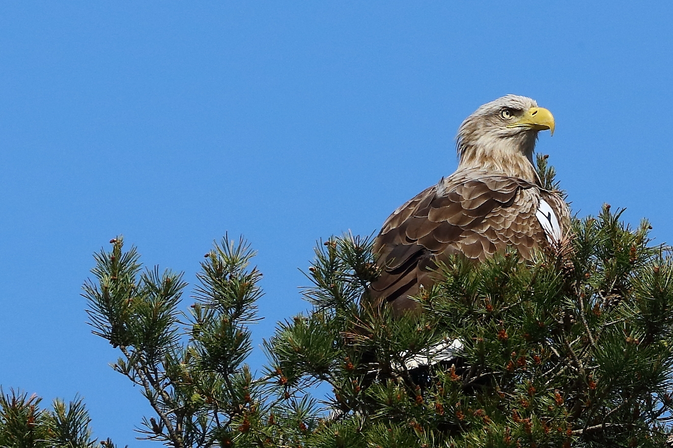 Investigation following suspected poisoning of eagle in Clare