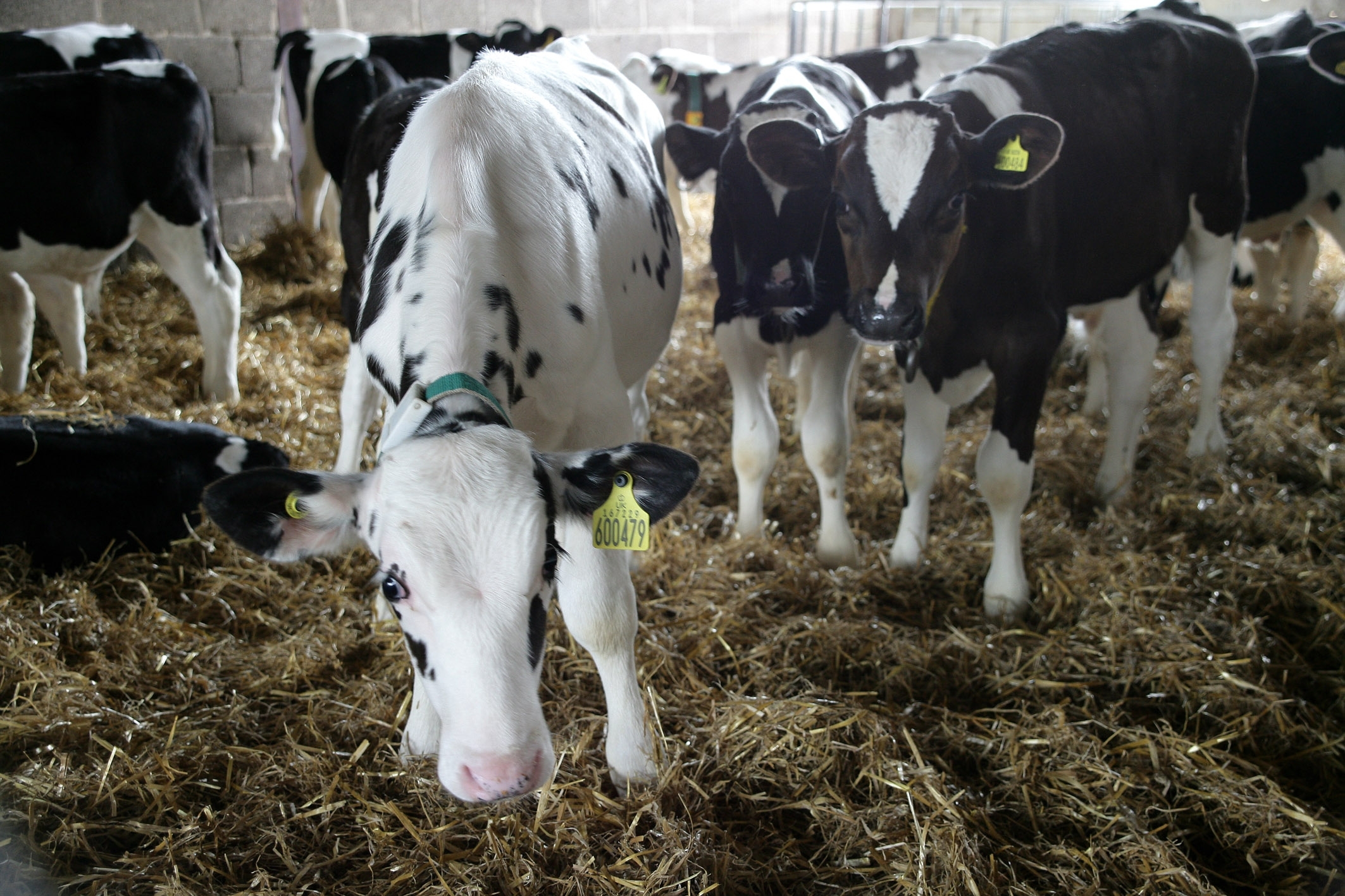 4 out of 5 UK dairy farmers had cryptosporidiosis in herds