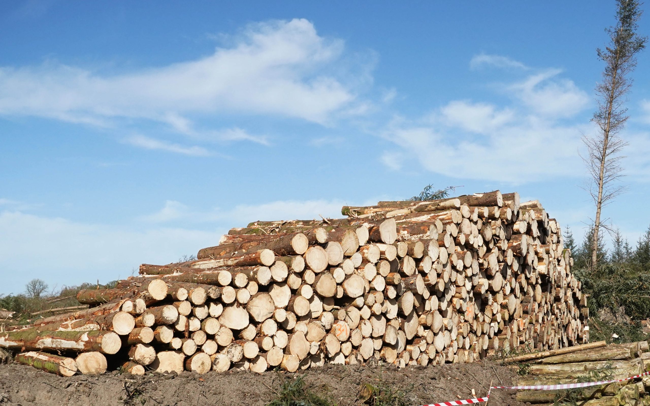 No timber glut yet but logistics a concern