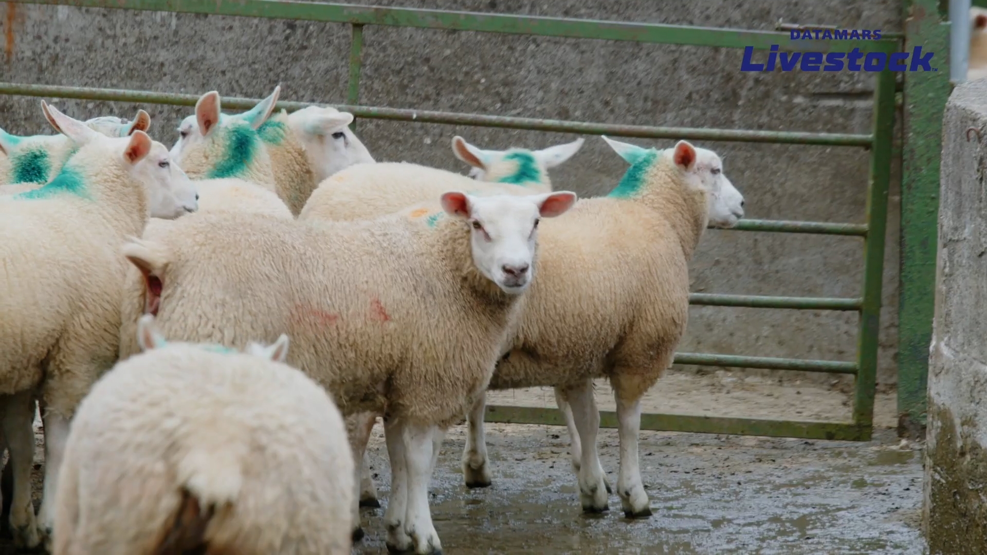 Looking to save time this weaning period?