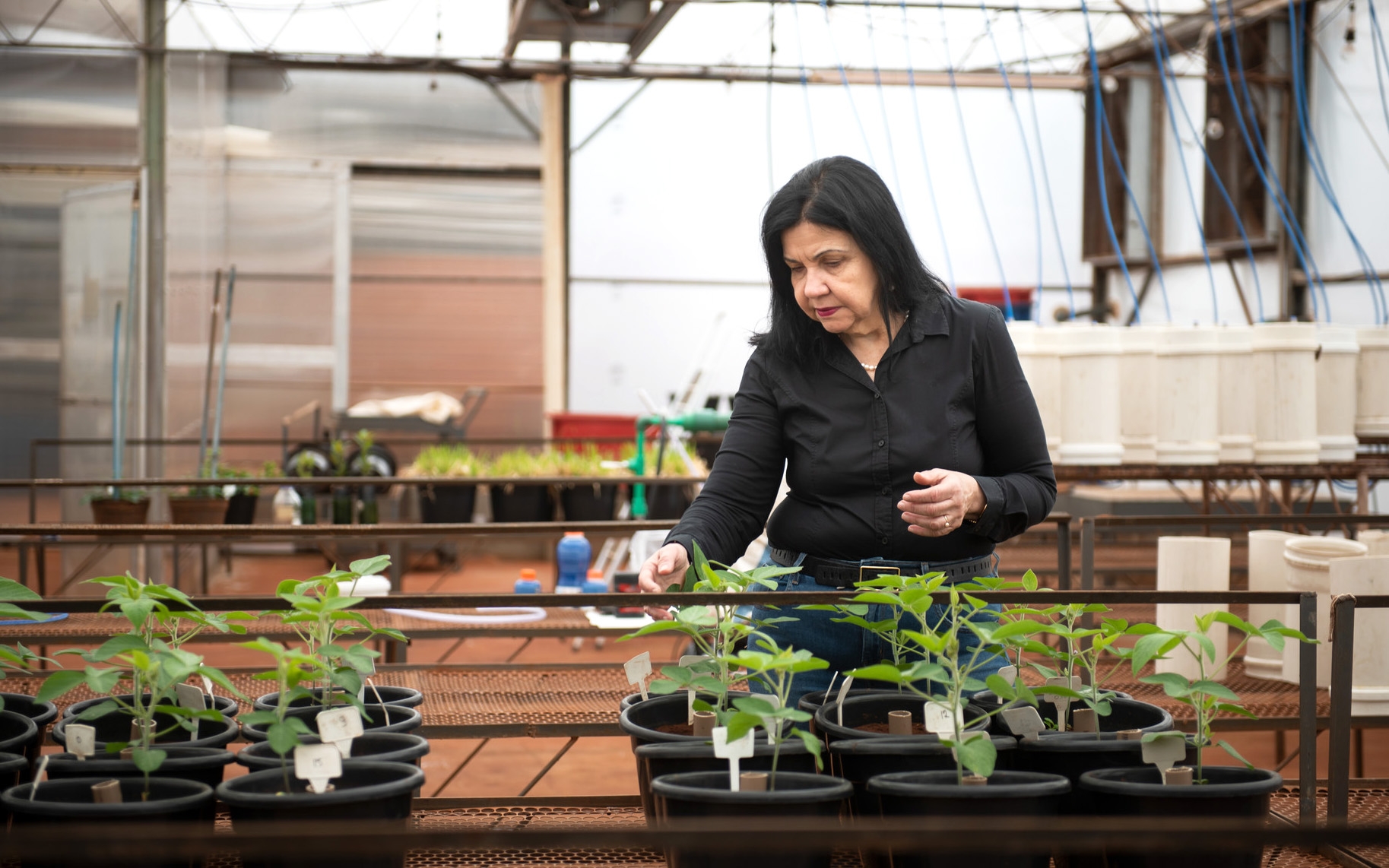 World Food Prize awarded to Brazilian microbiologist for soil bacteria work