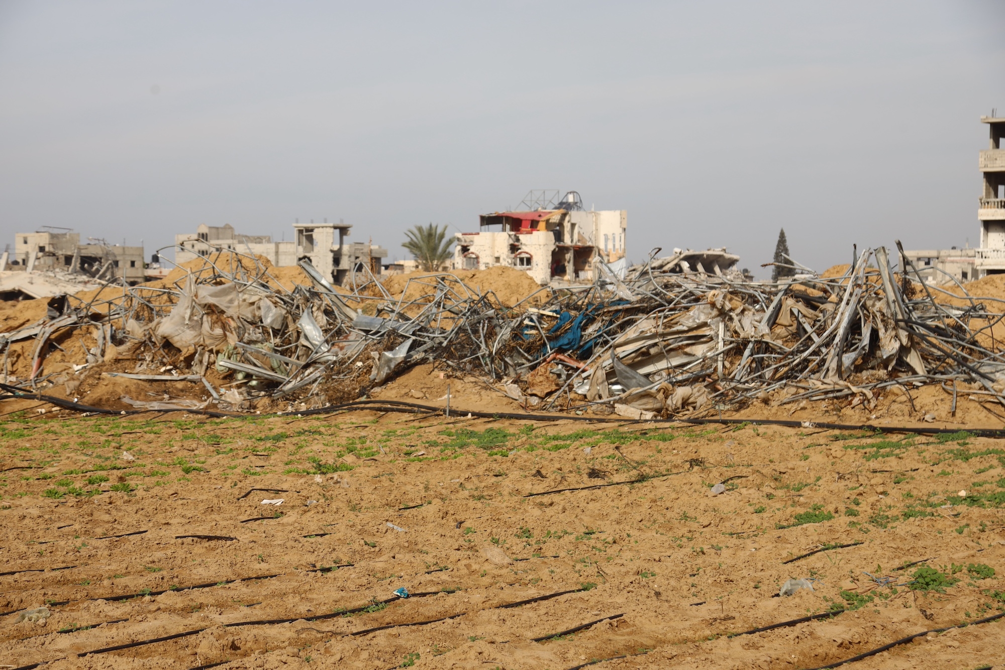 FAO: Less than 5% of cropland in Gaza available for cultivation