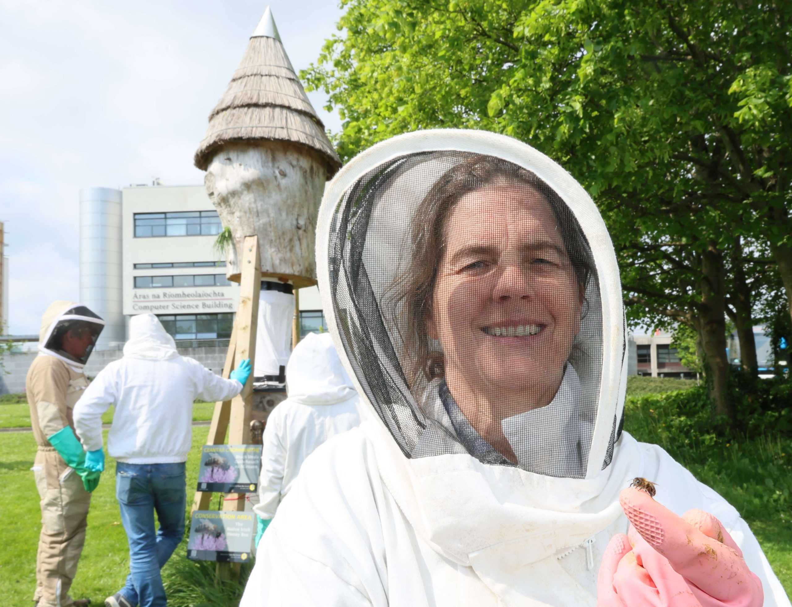New project investigates survival of wild honey bees