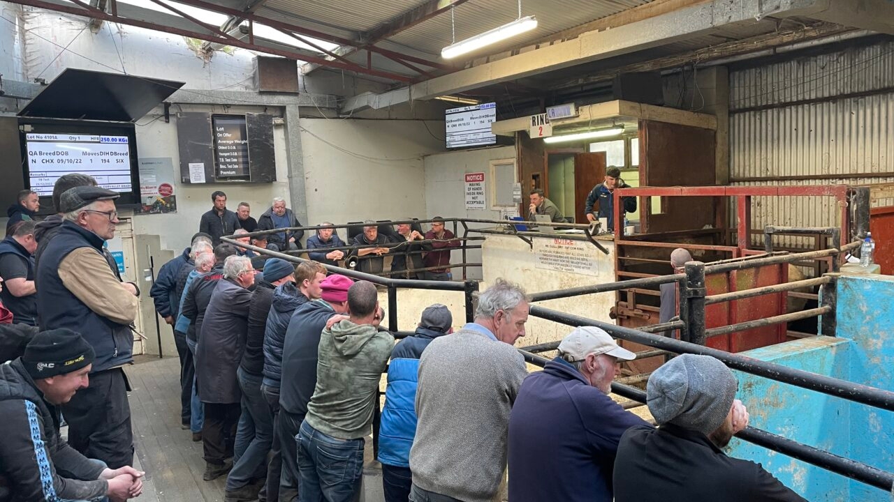 Mart trade: Cull cows reach €4,320 and 700kg bullocks clear €5/kg