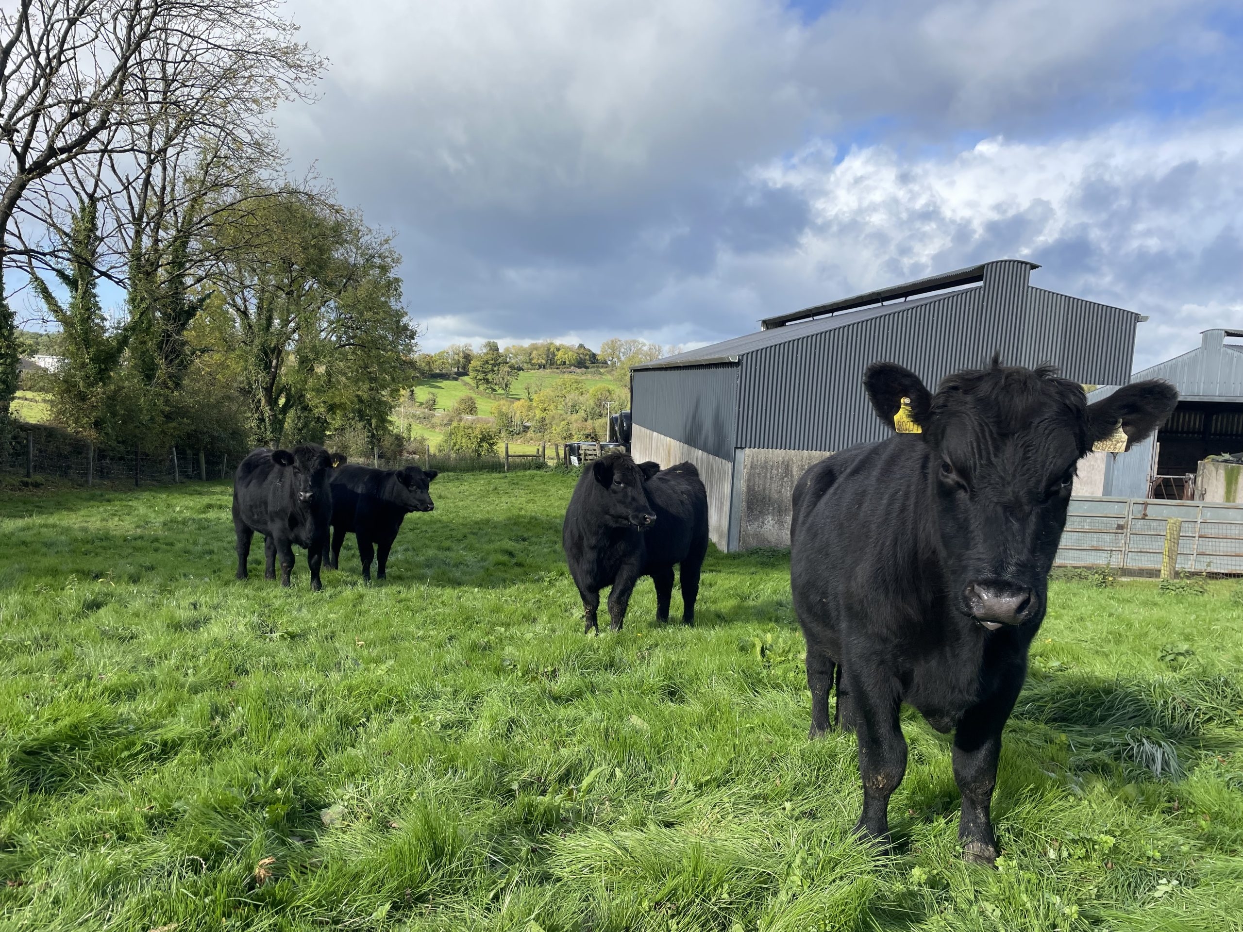 Agriland to launch new limited series The Beef Brief podcast
