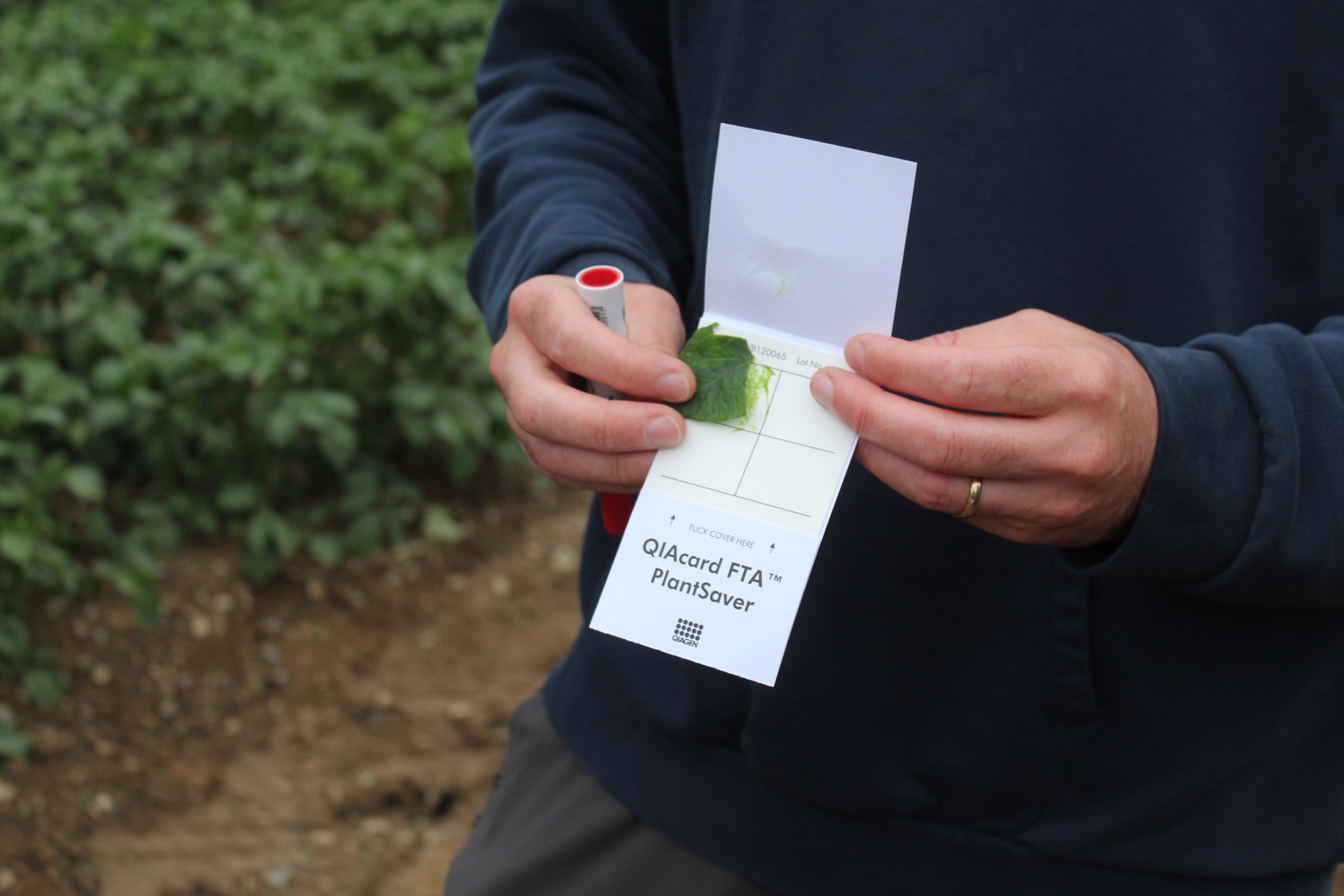 Specialists call on farmers to monitor for blight in Ireland