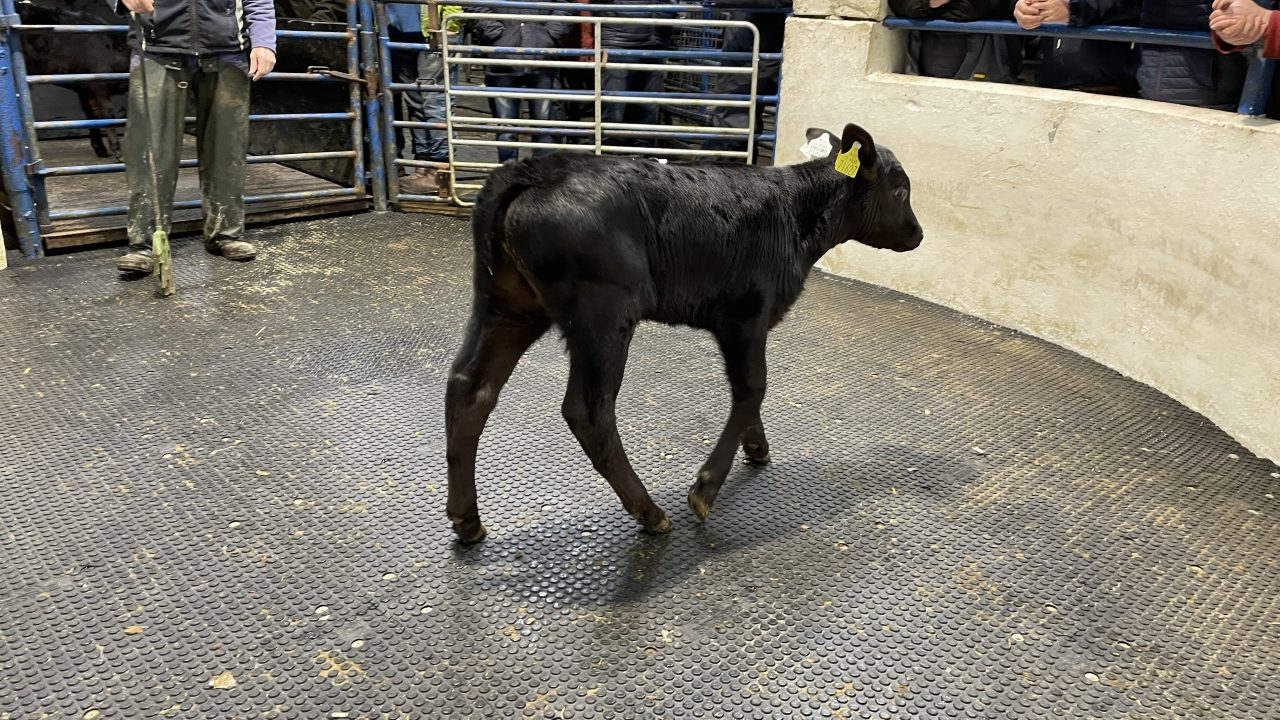 What's causing the unforeseen calf price surge this year?