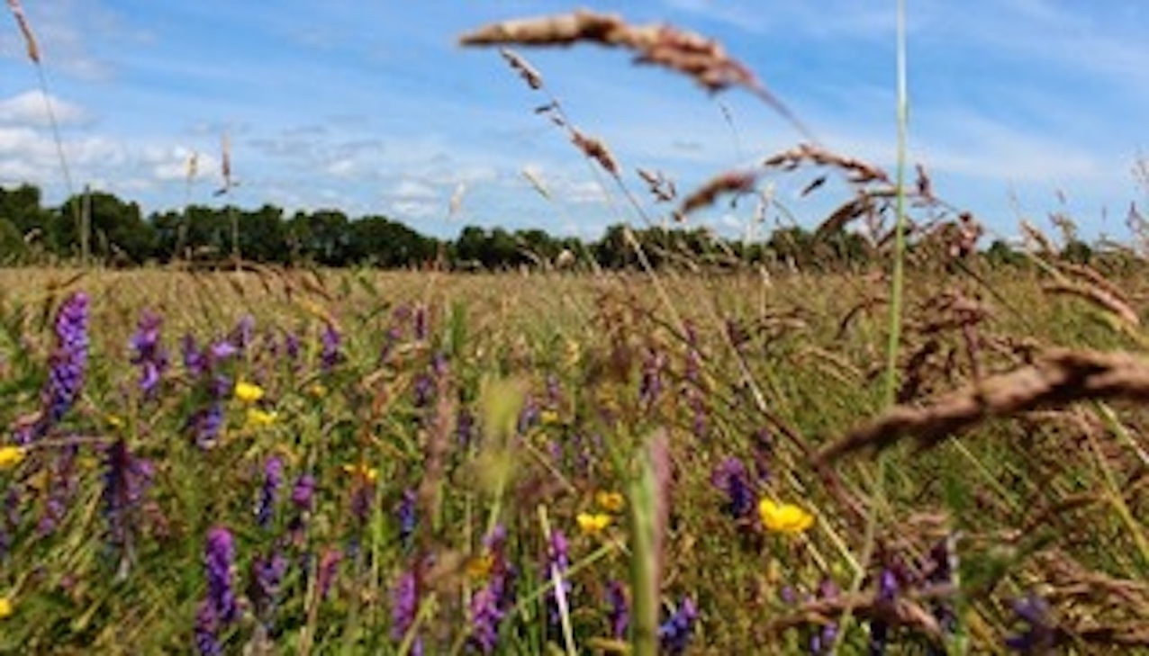 Embark on a peatland adventure with Féile an Dúlra this week
