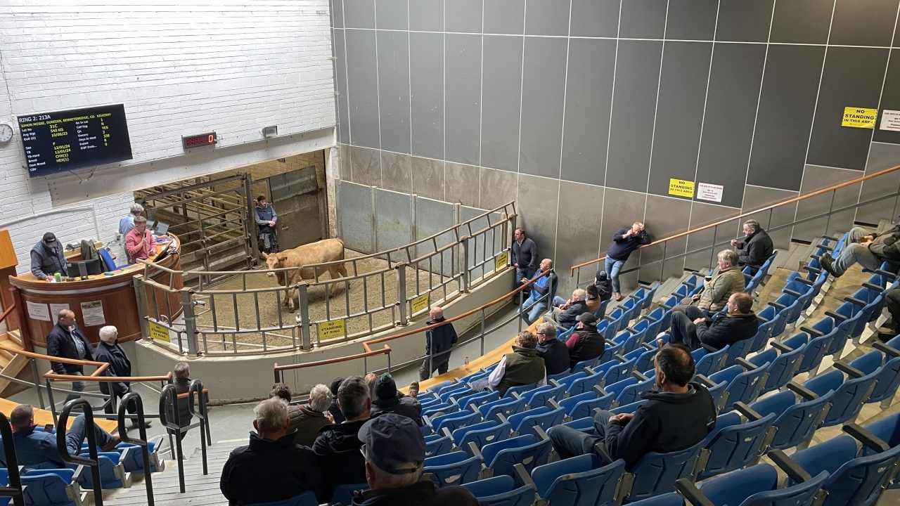 Mart report: Heavy cattle prices increase at Kilkenny