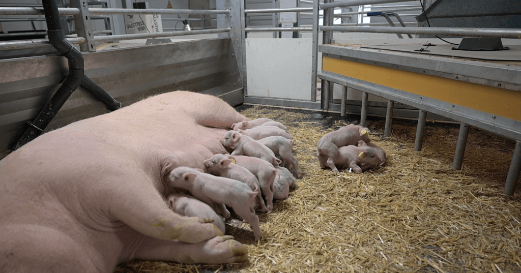 Rotating floor technology key to reducing pig house emissions