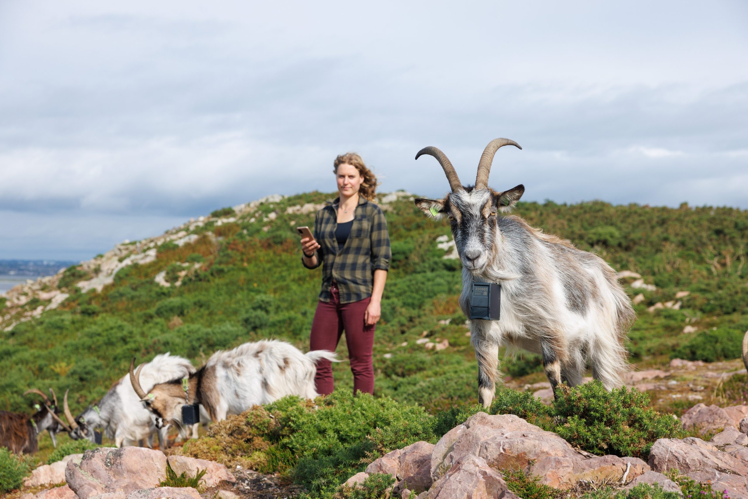 It makes perfect fence: How virtual fencing is changing the way Ireland grazes
