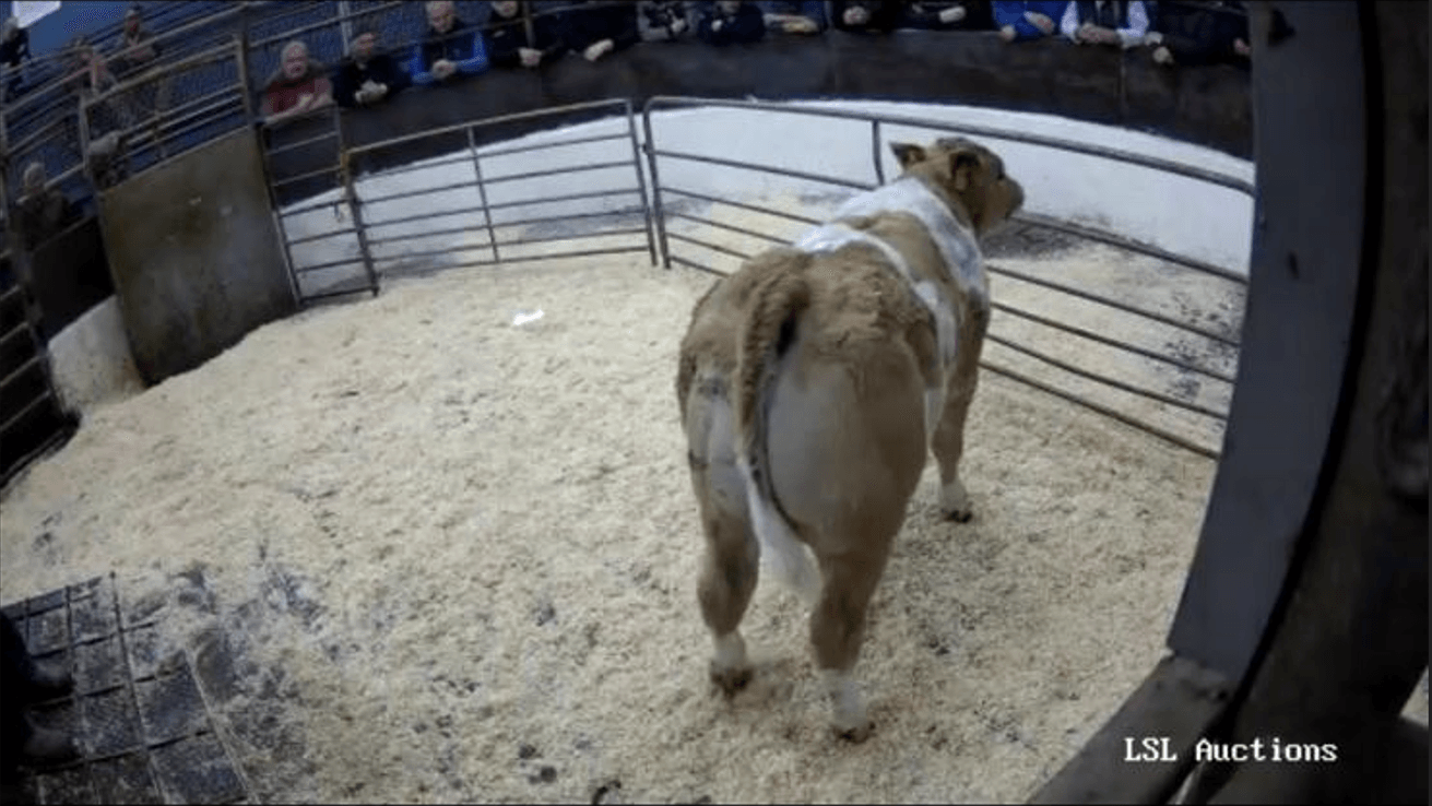 Mart trade: Up to €1,500 paid for suckler-bred calves