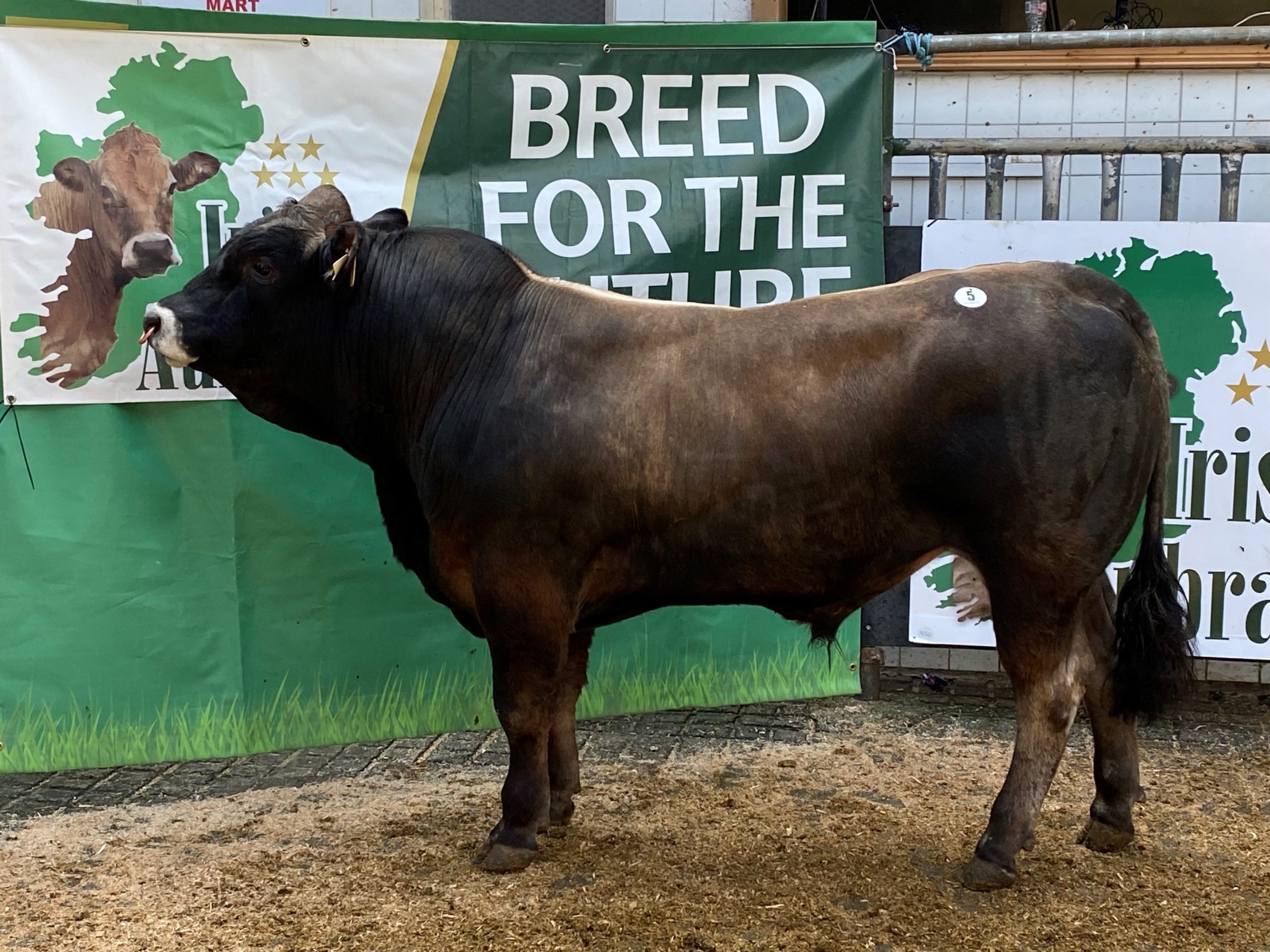 Aubrac bulls reach €5,000 at society sale in Tullamore