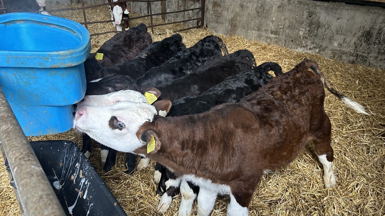 70% of Irish calves born in 2024 sired by a beef bull