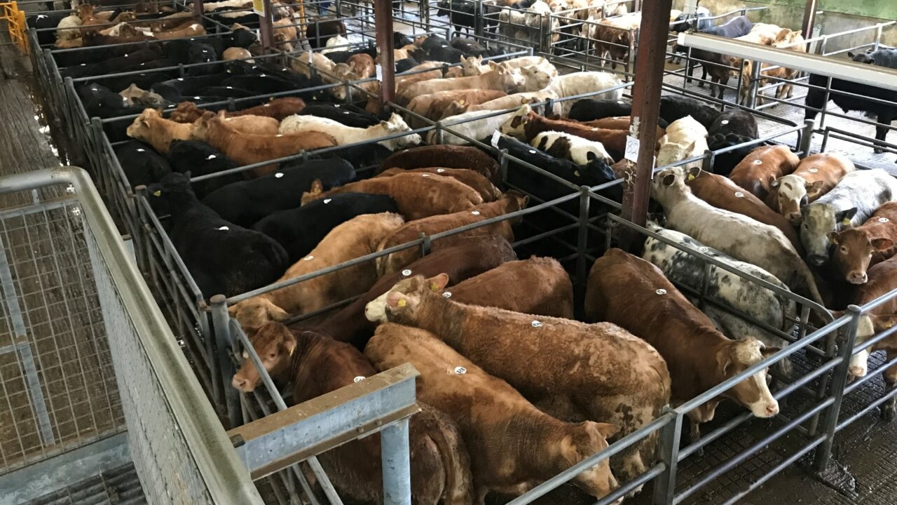 330kg bullocks make over €2,000 or €6.20/kg at Delvin