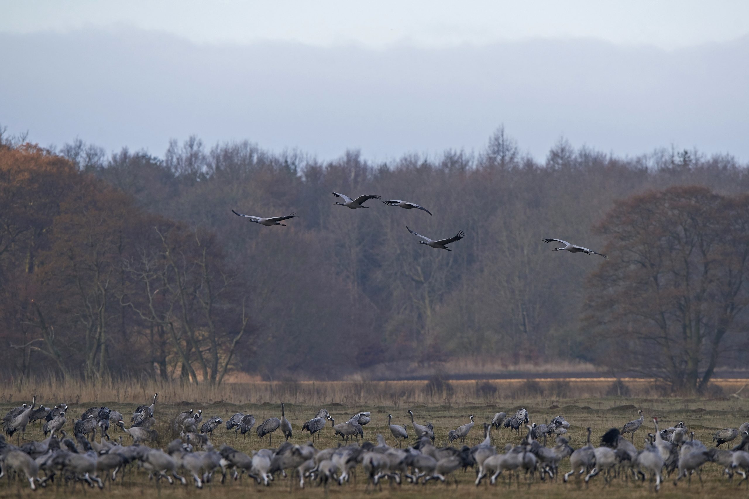 Free rewilding course aimed at farmers and policymakers