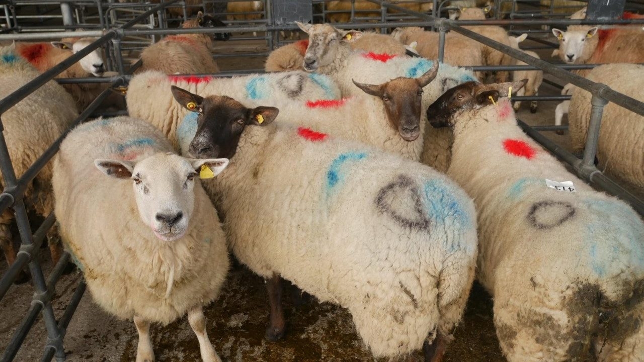 Sheep trade: Up to €6.00/kg available for cull ewes