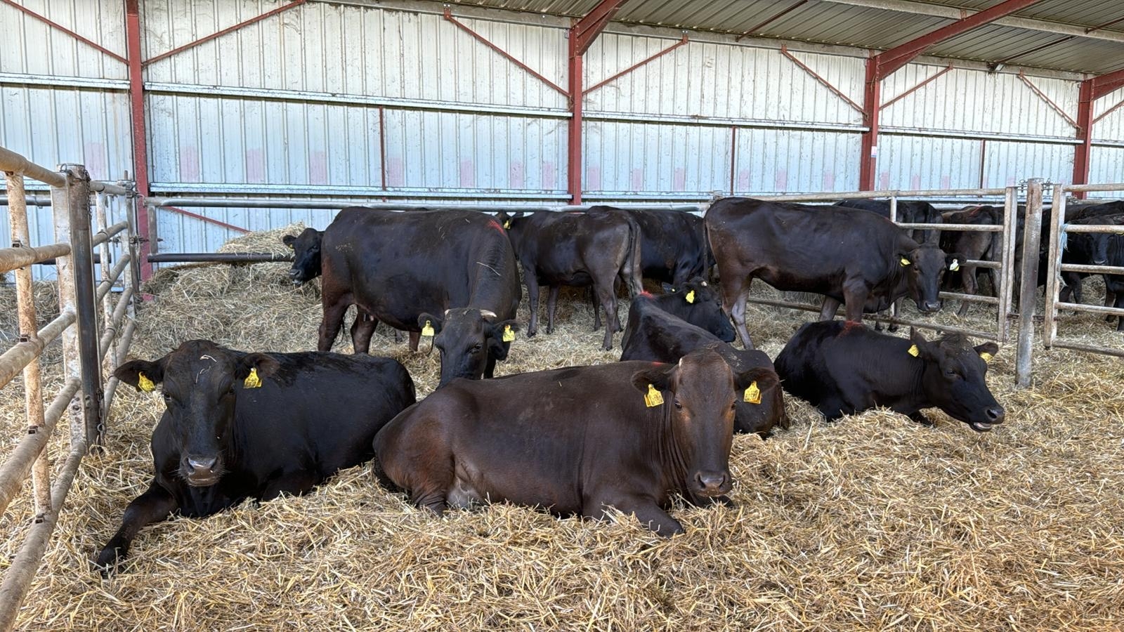 Kildare breeder sells Wagyu consignment to Portugal