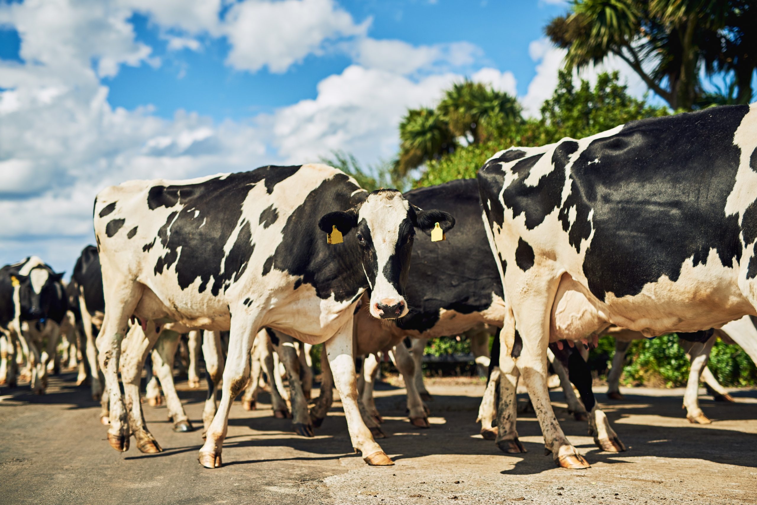 CSO: Producer prices for dairy products jumped 22.0% in year to April