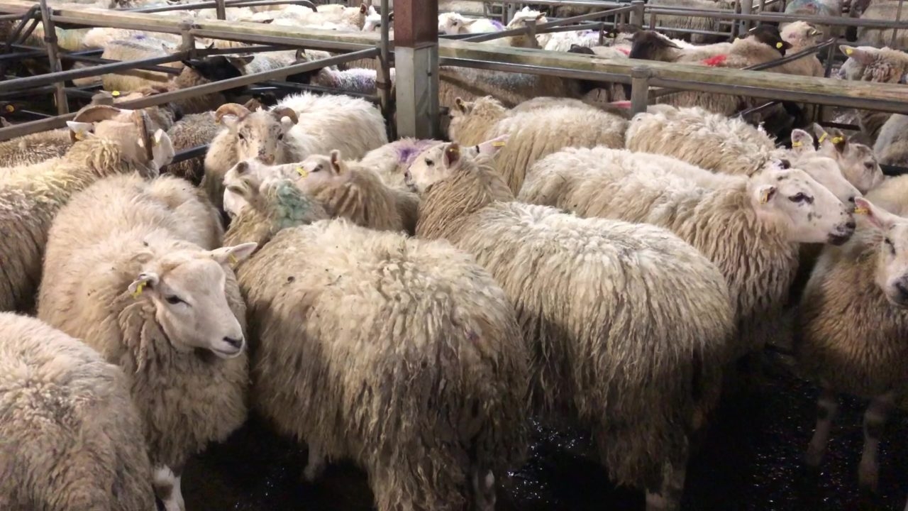 Sheep trade: Heavy ewe and hogget price cuts this week