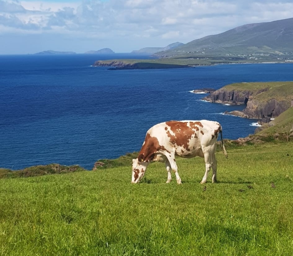 Dingle farm producing 750kg MS/cow to host Kerry Club open day