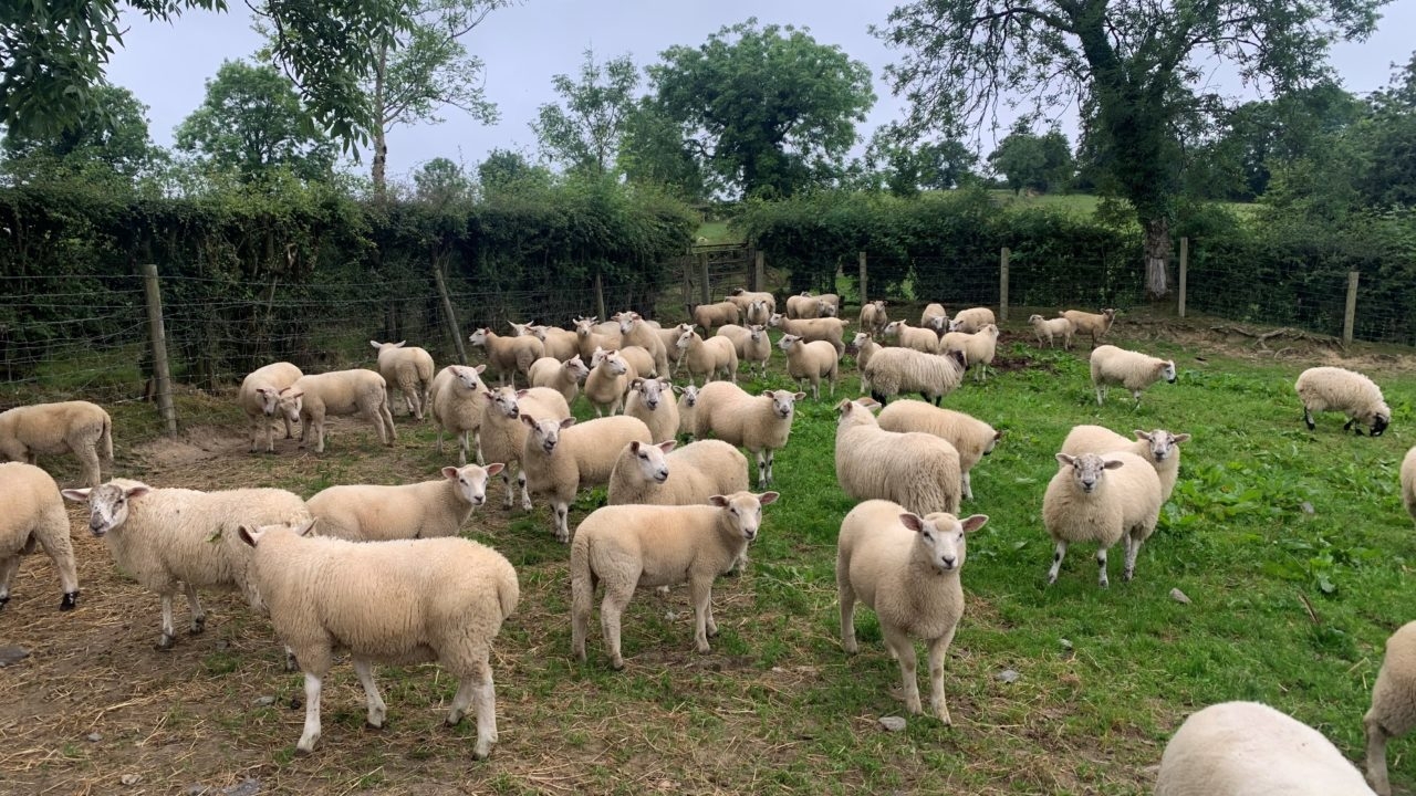 Flock and price-bonus prizes for ICM young sheep farmer contest
