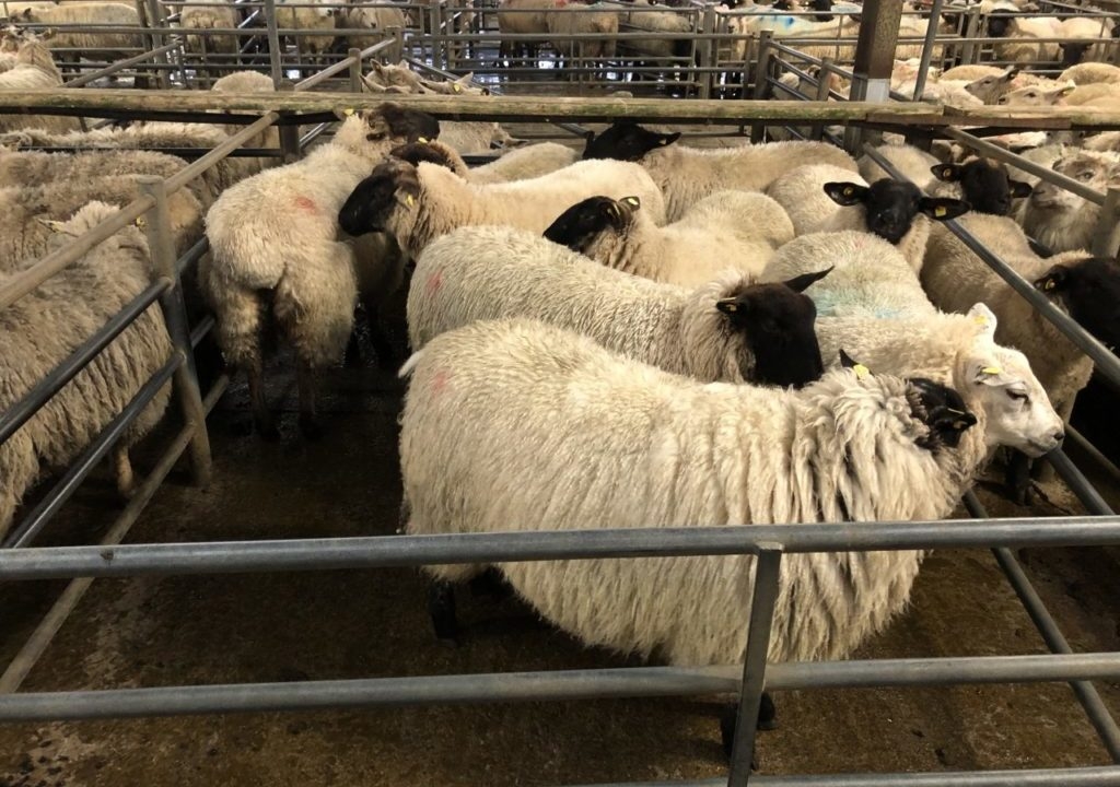 Sheep trade: 50c/kg cut sees hoggets fall below beef price