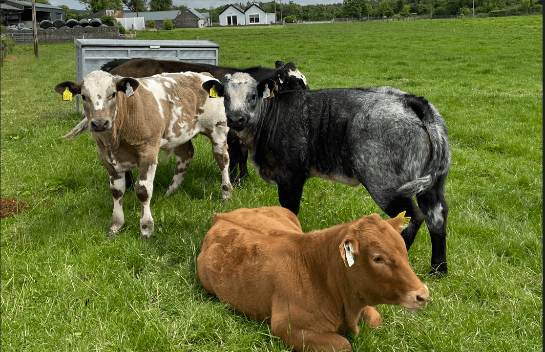 Table: Top 10 AI sires for autumn 2024 suckler births
