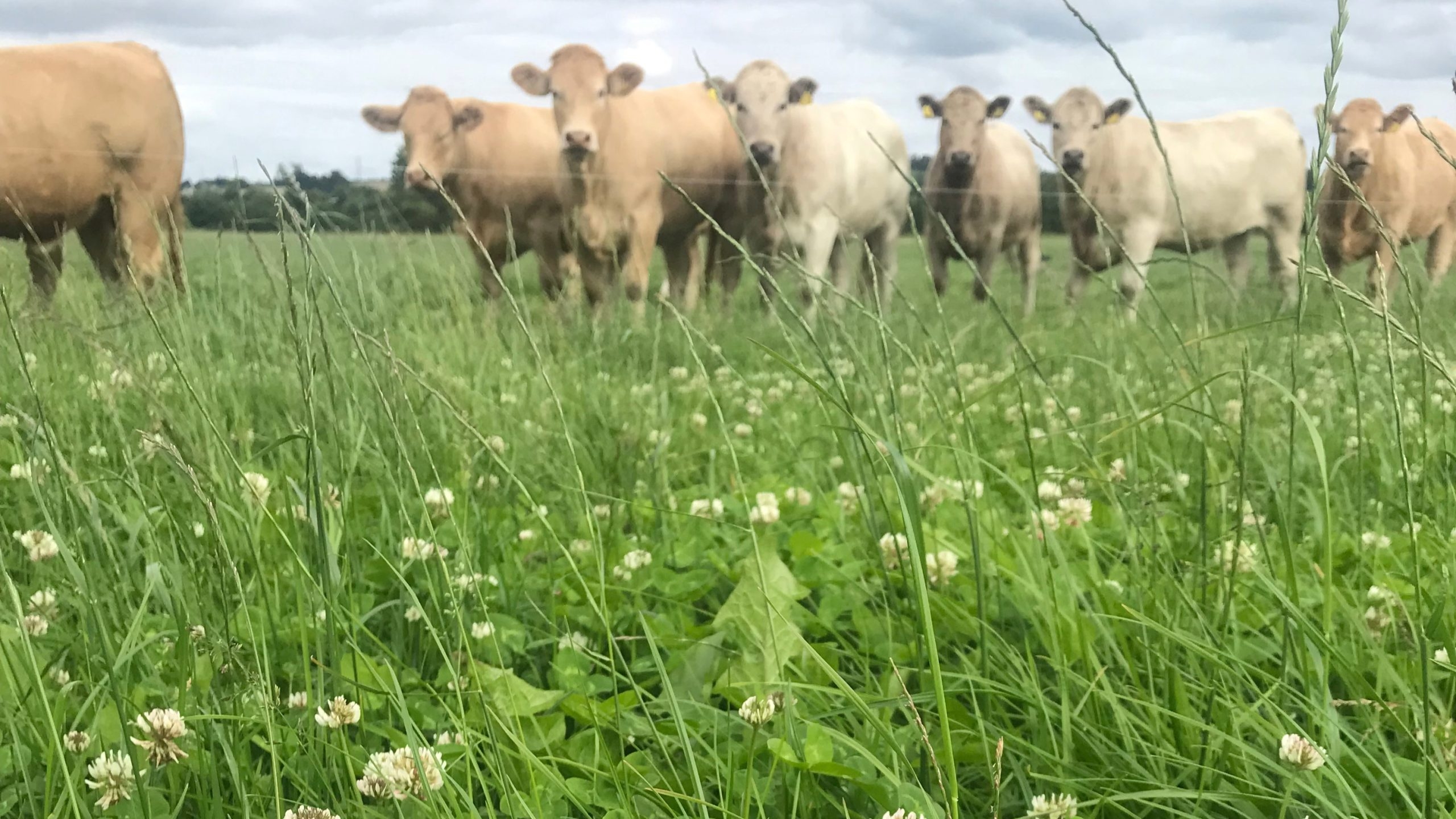 Simplifying weed control in newly sown leys with clover