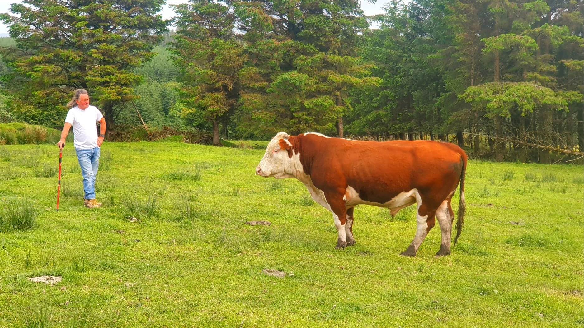 Kerry farmer vows to keep popular walkway open despite thefts
