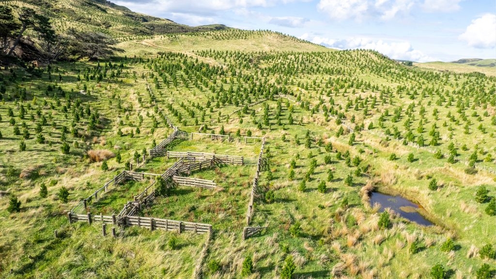 Another 40,000ha of NZ sheep and beef farms sold for forestry