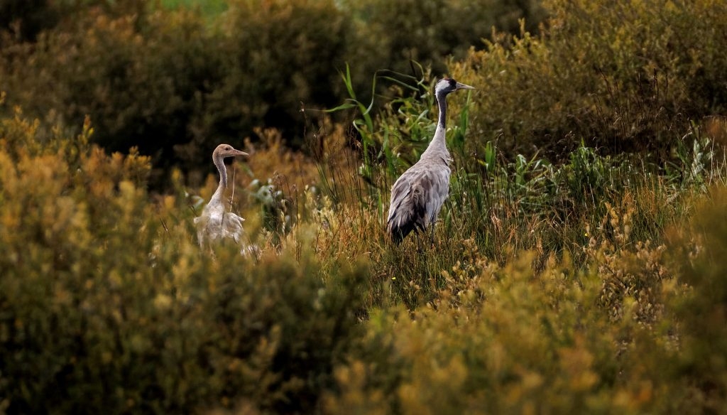 Breeding common cranes spotted in Co. Offaly bog