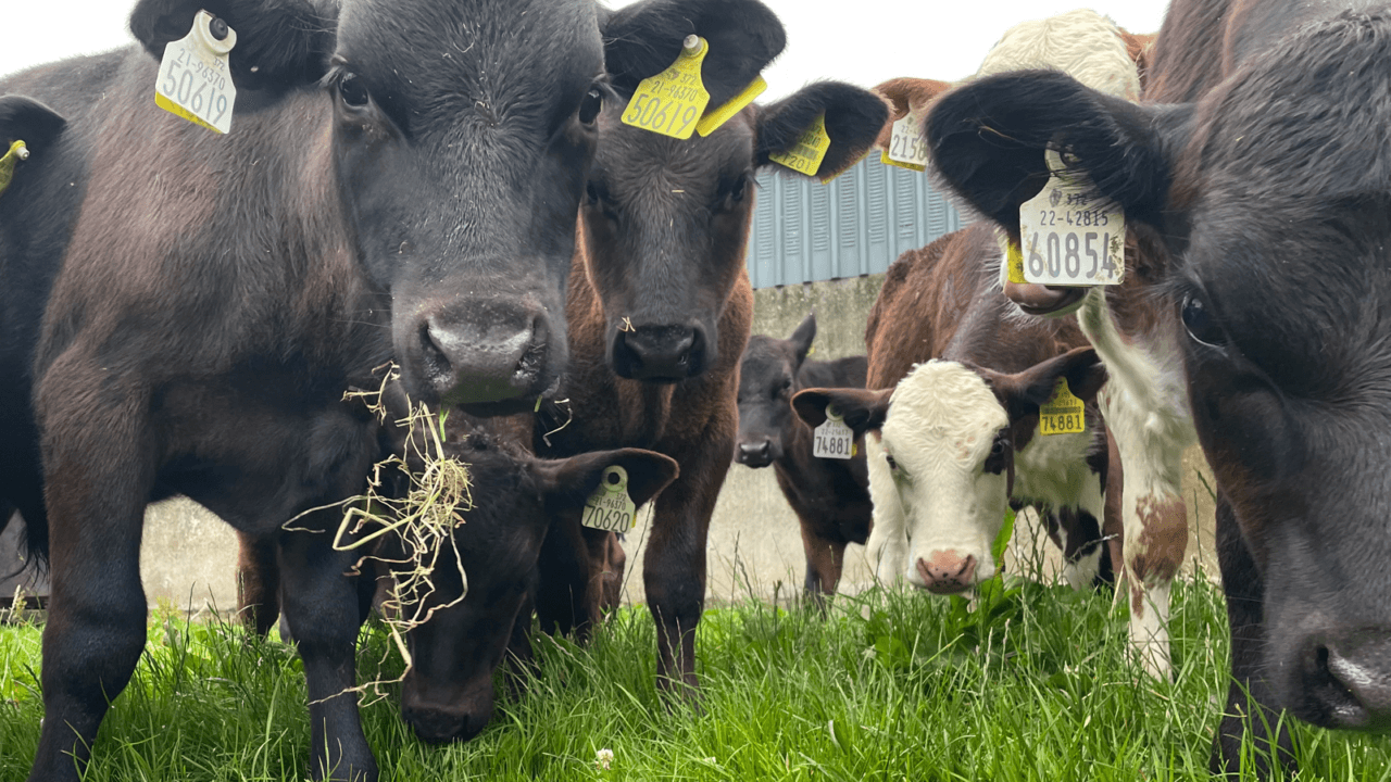 No rise in number of farmers rearing calves this year