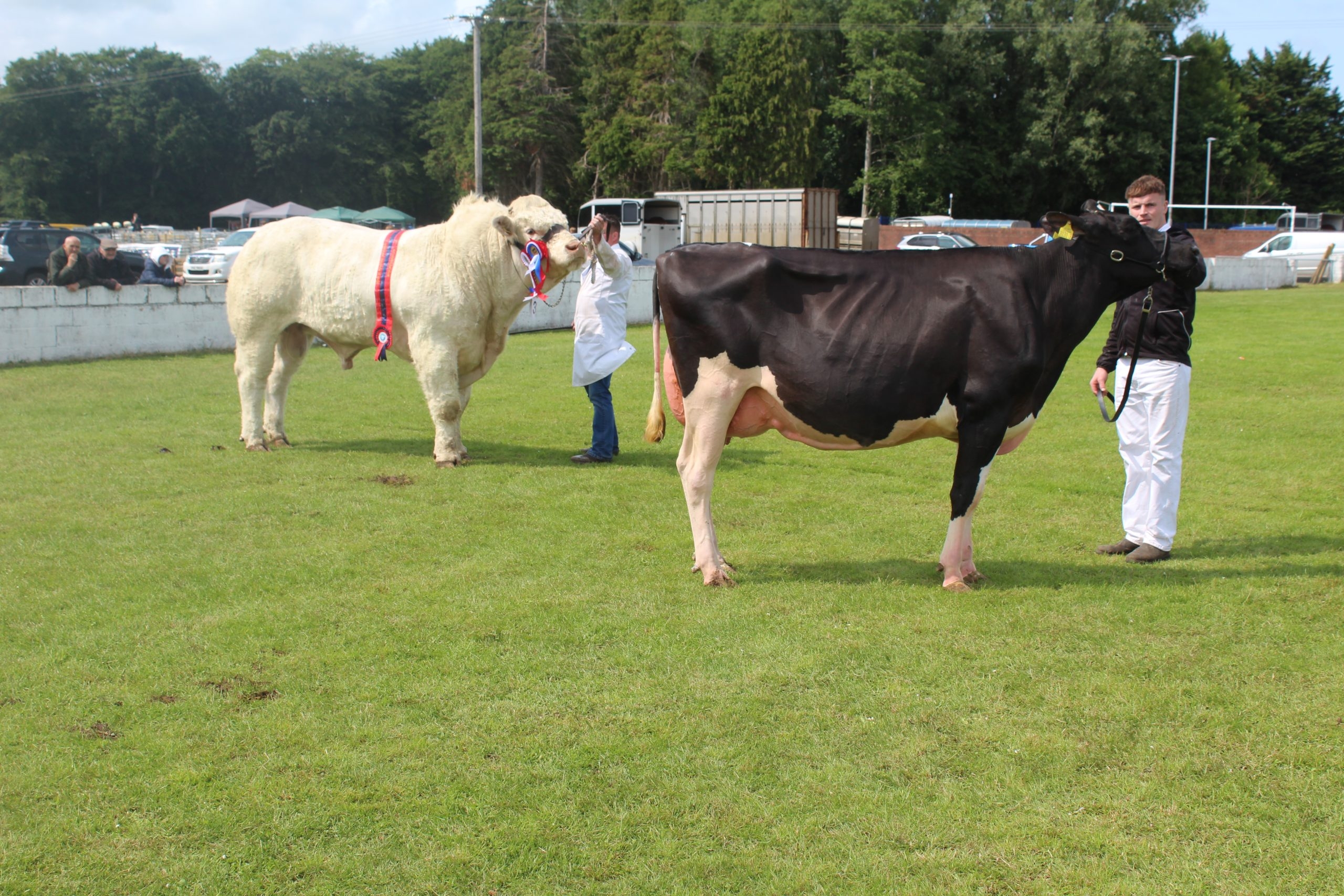 Majestic Charolais bull carries the day at Ballymoney Show 2025