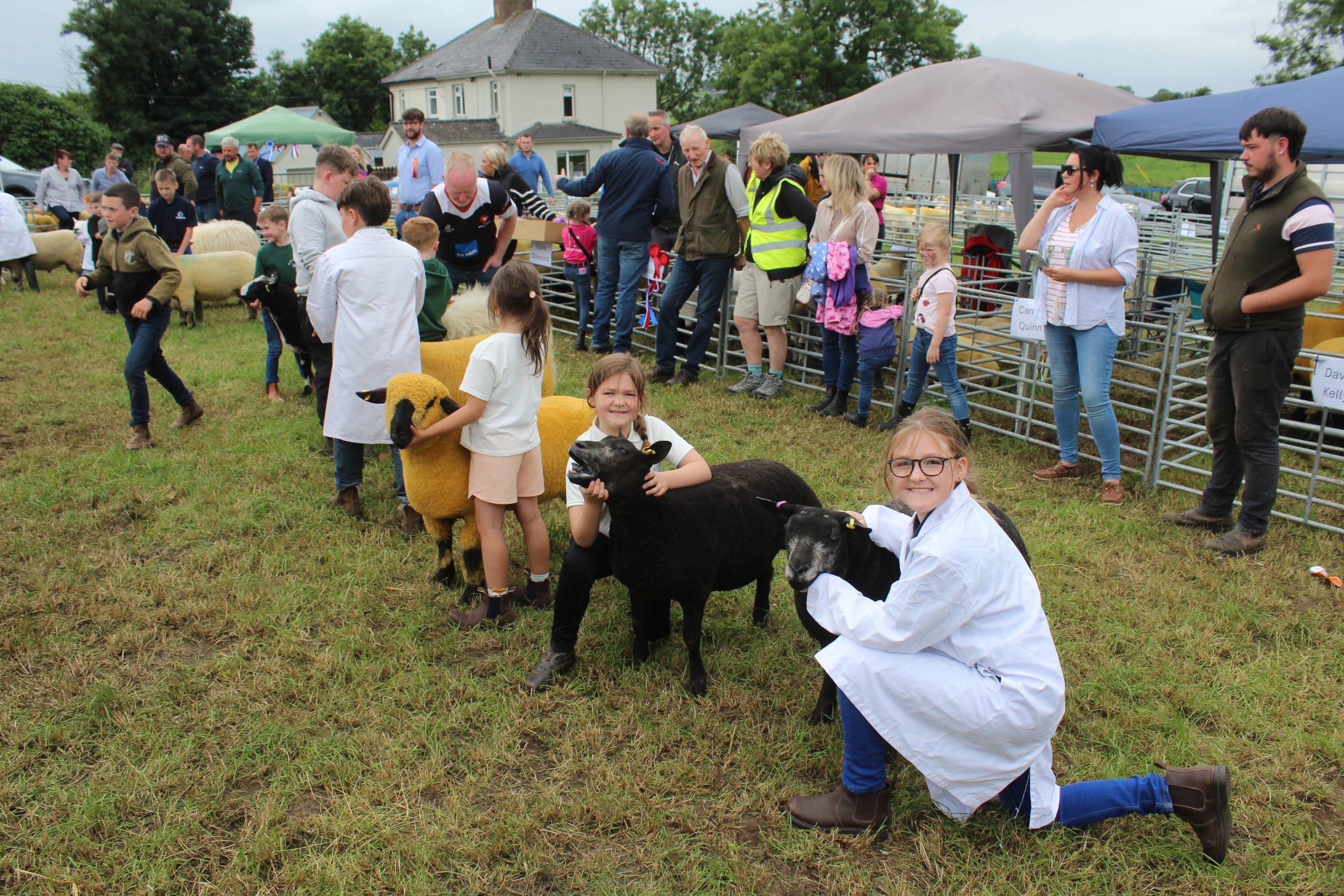 Elite Simmental Cow Takes Newry Show 2025 Beef Inter Breed Championship