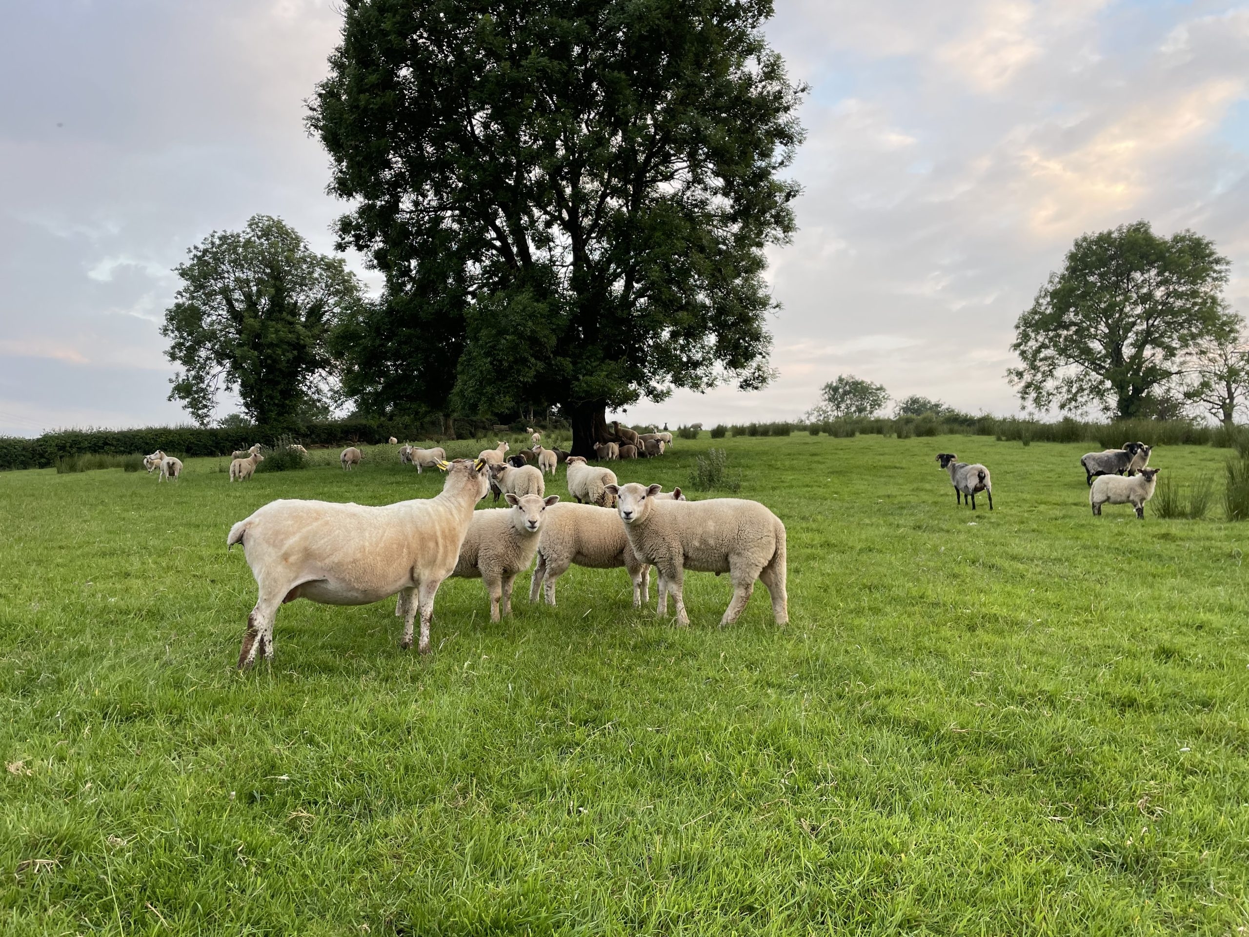 Sheep trade: Eid festival fails to bring expected price rises