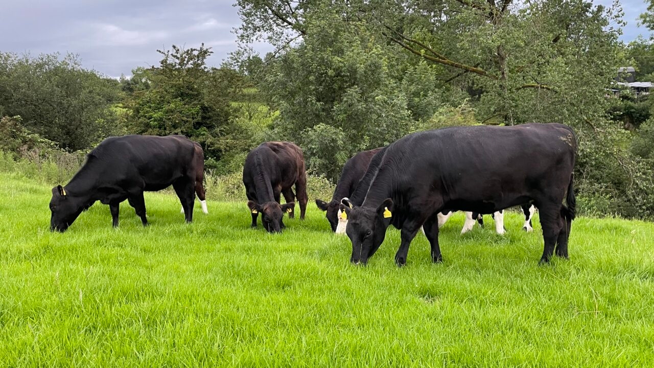Factory quotes: Beef prices cut for third consecutive week