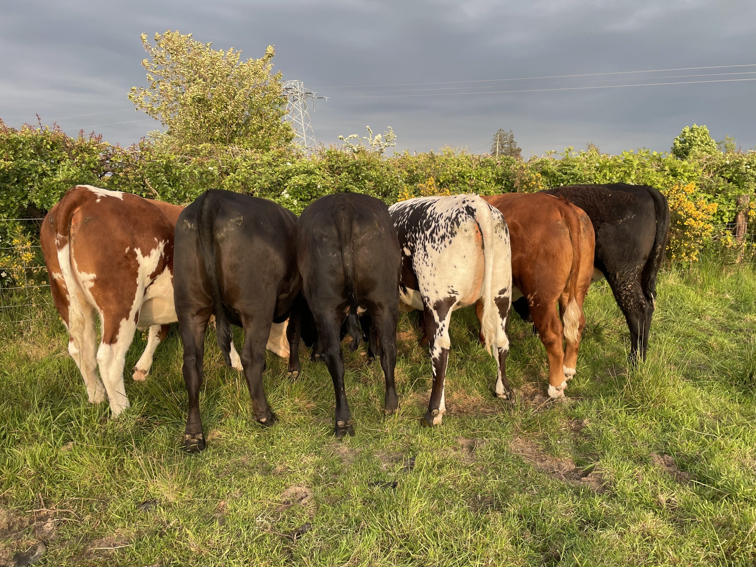 Factory quotes: Beef price offers drop 10c/kg this week
