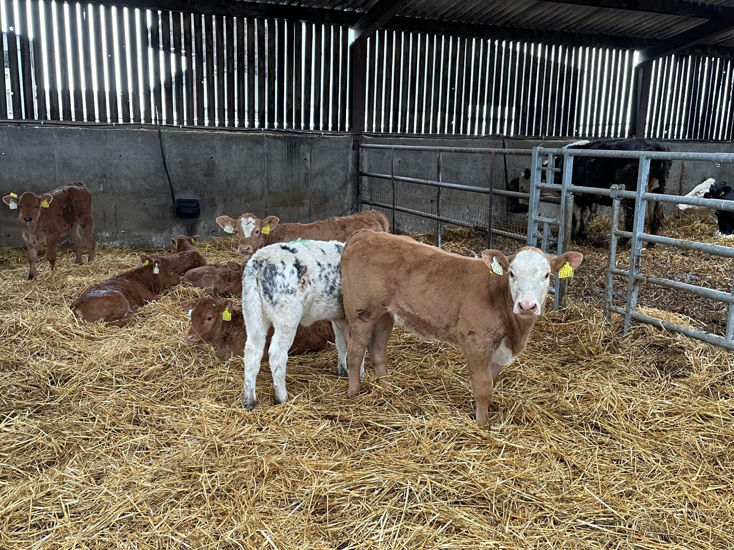 Less than 1 in 4 calves born to suckler cows to date this year