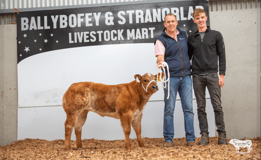 10-week old heifer calf makes €13,000 at sale in Donegal