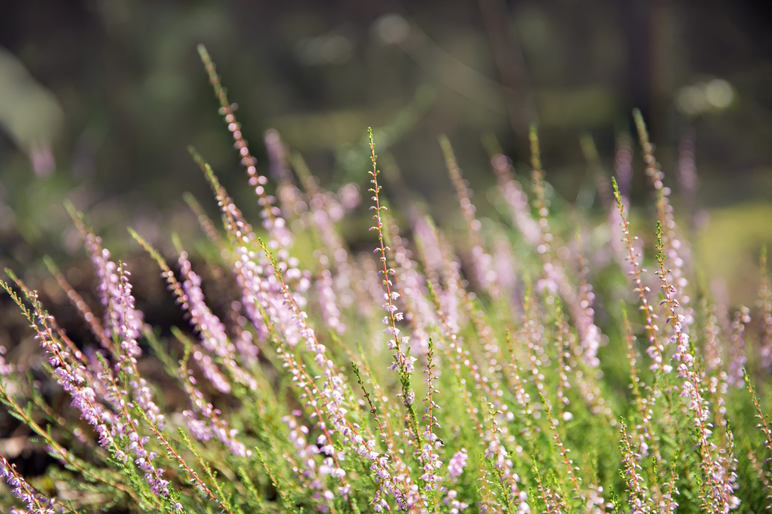 Could a new national park be developed at the Blackstairs Mountains?