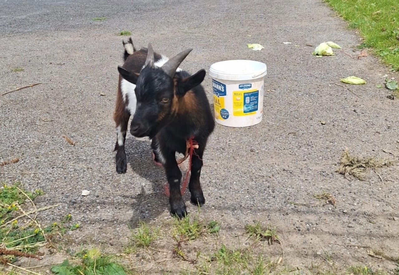 Heard the one about a pygmy goat found swimming in the River Shannon?