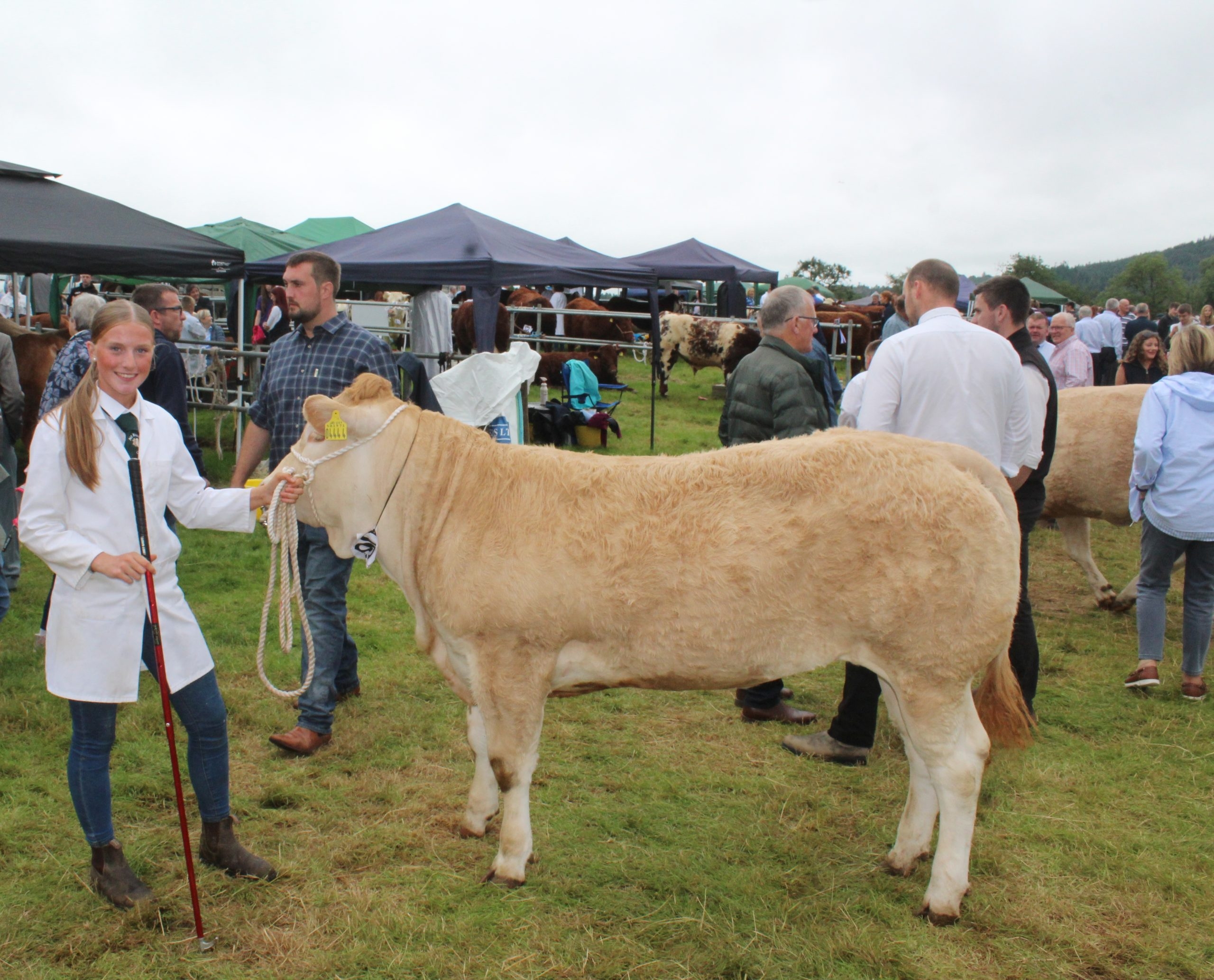 Holstein cow with 'extra ring presence' carries the day at Clogher Valley Show