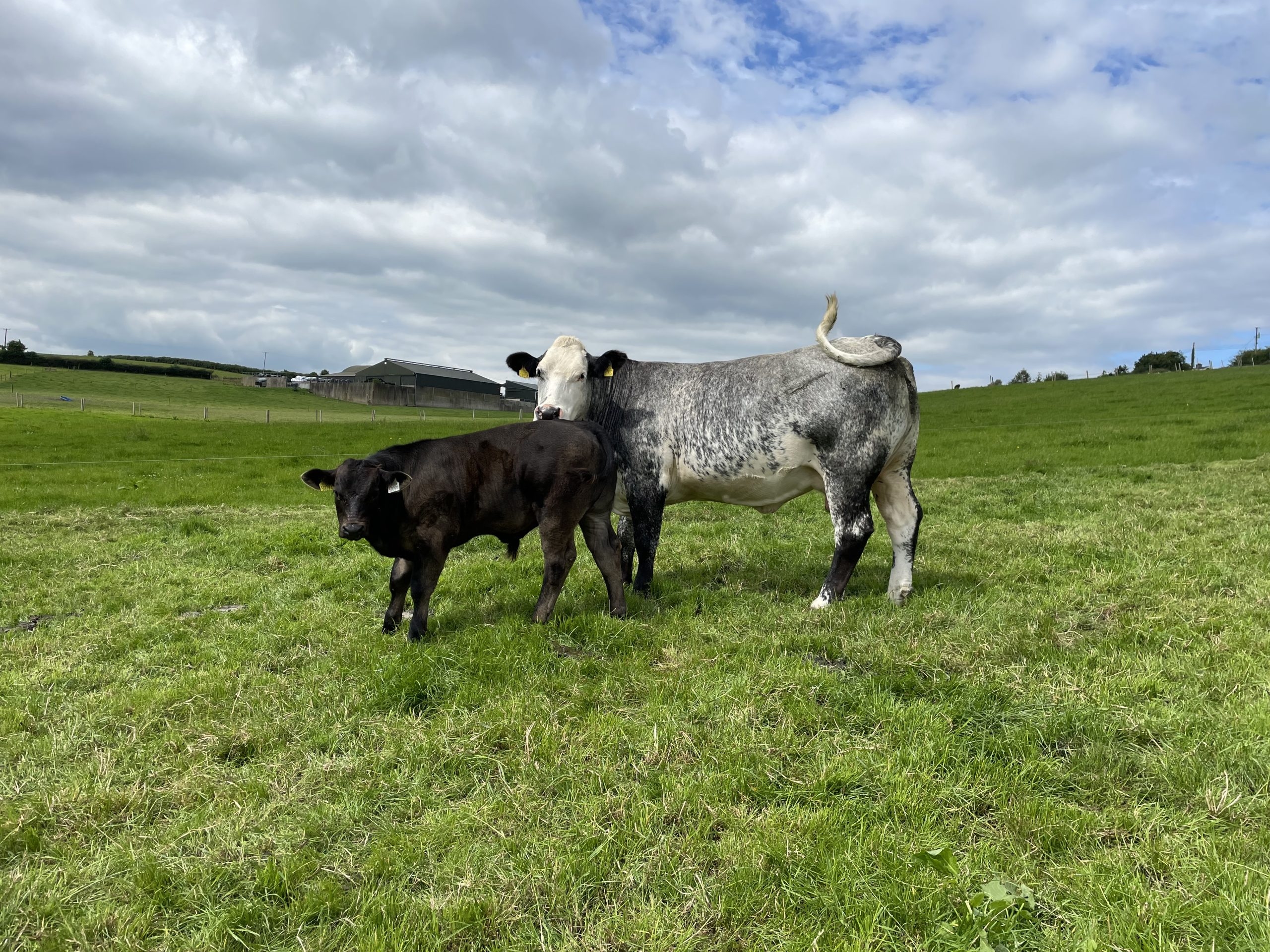 4,600 herds, 85,700 cows gone from SCEP since inception