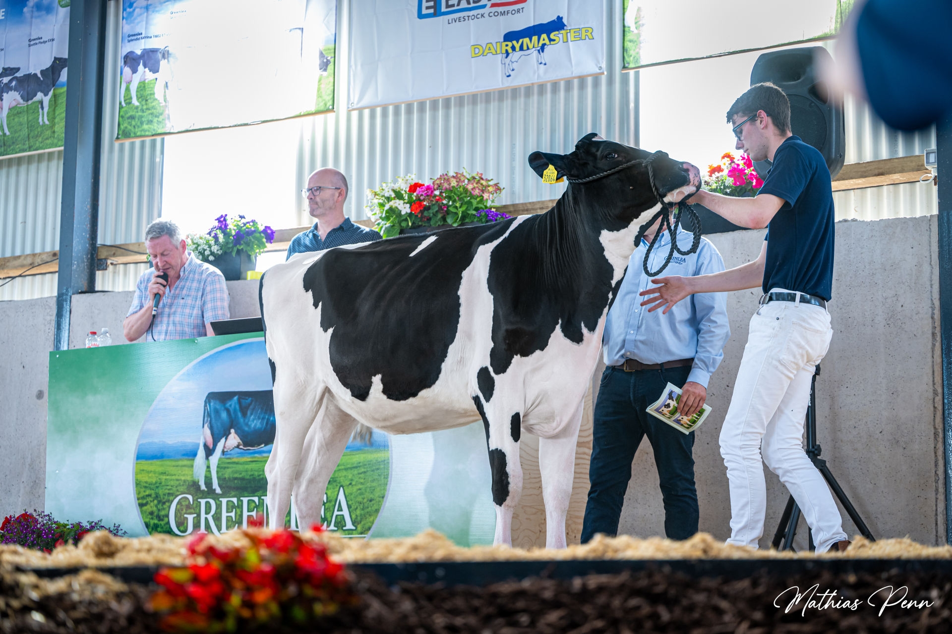 in Calf Heifer Sells for 12000gns at Greenlea Open Day Sale