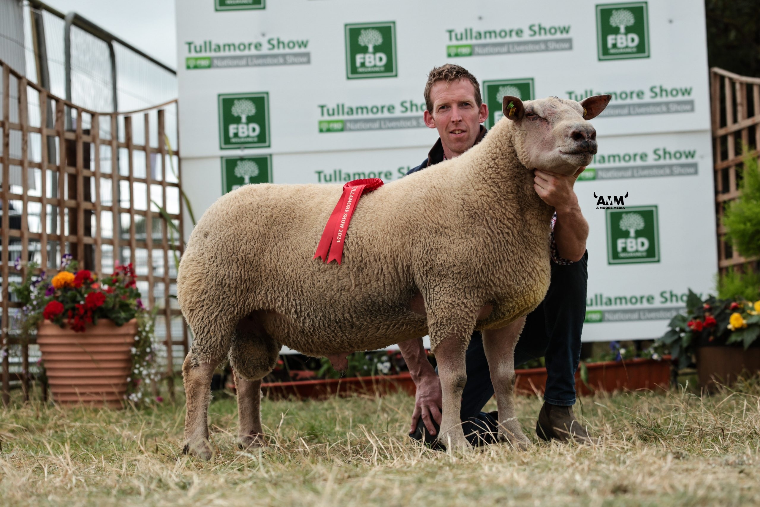 ICM to sponsor 3 sheep classes at Tullamore Show